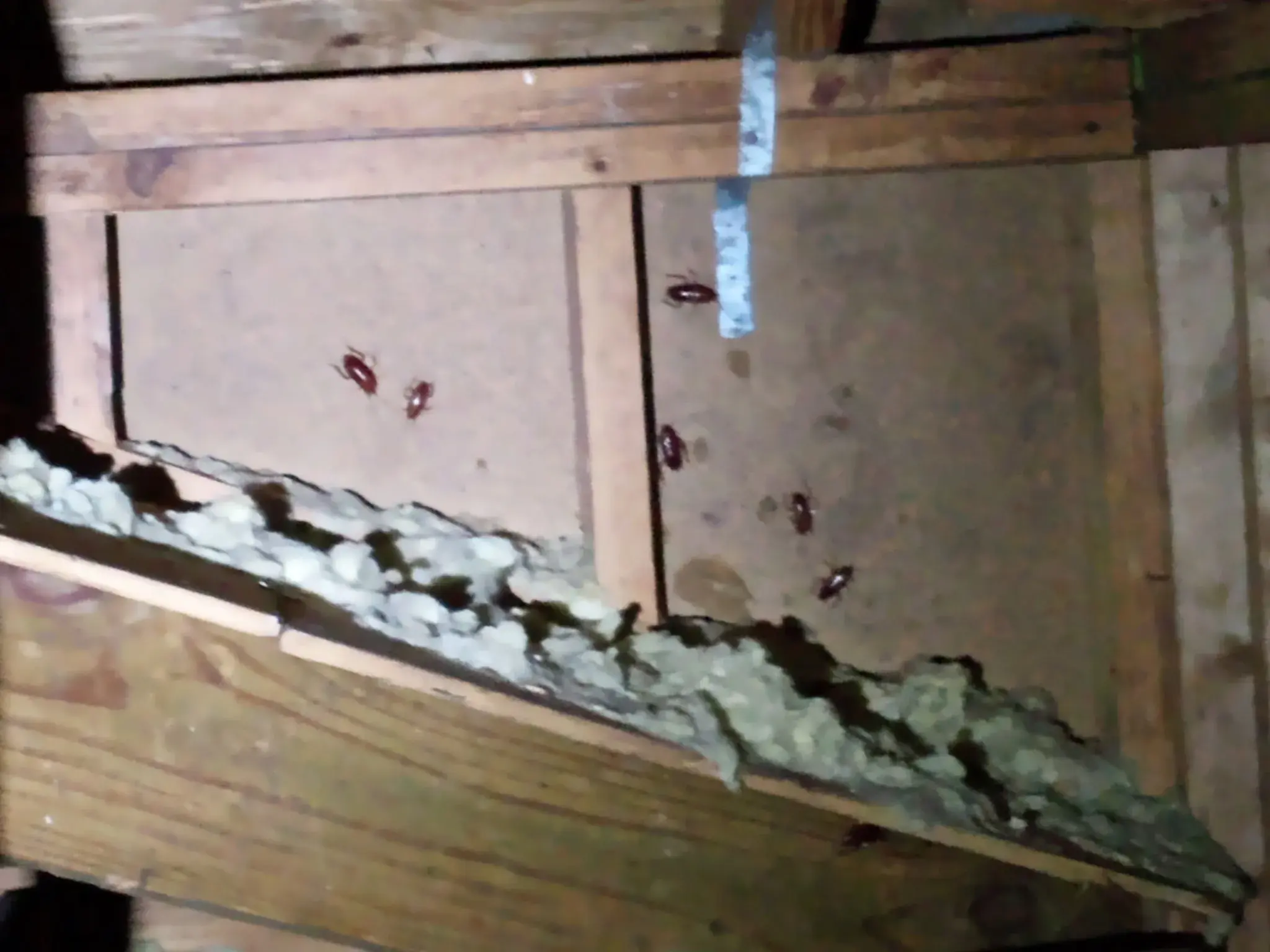 American Cockroaches