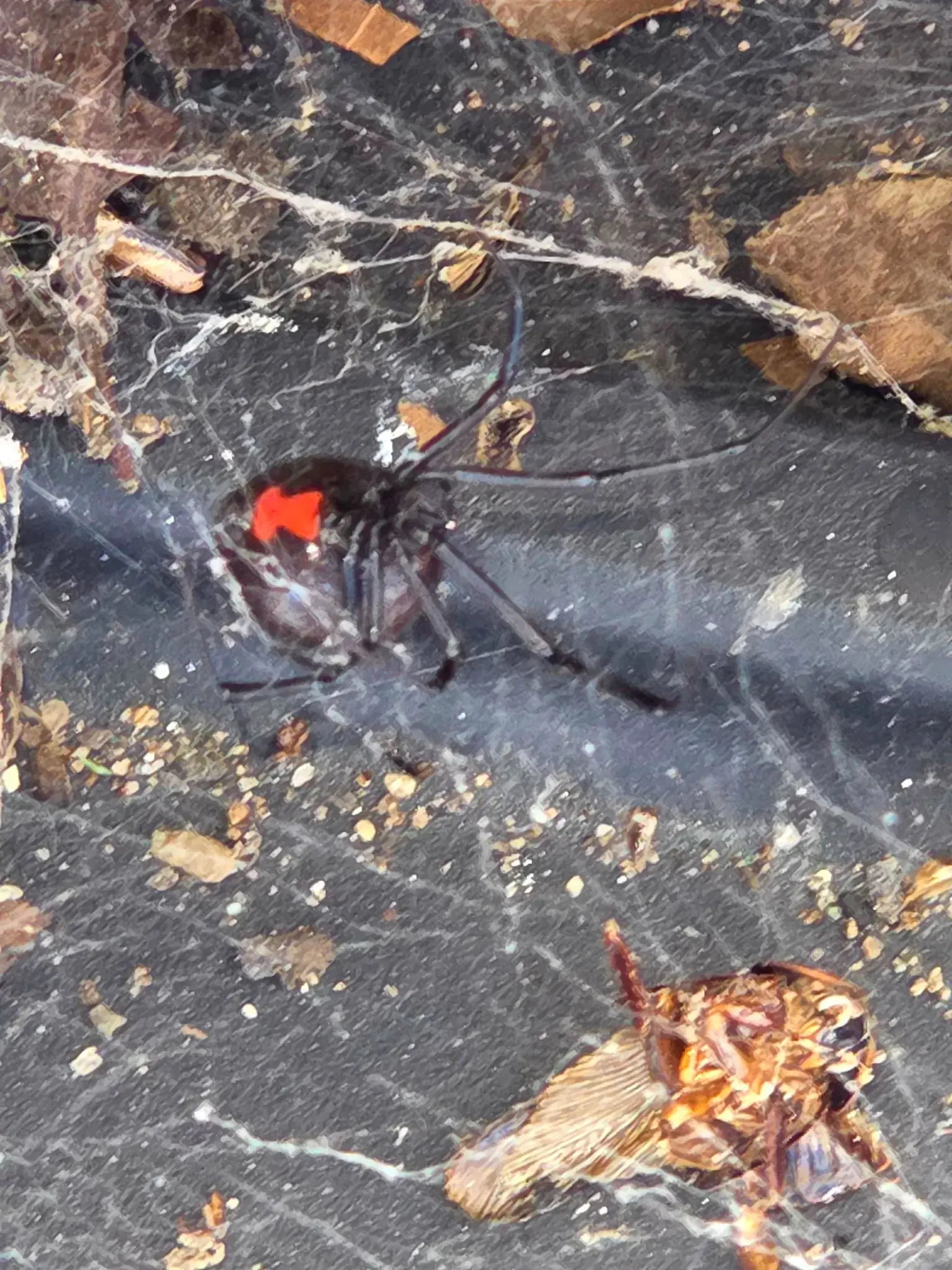 Black Widow Spider