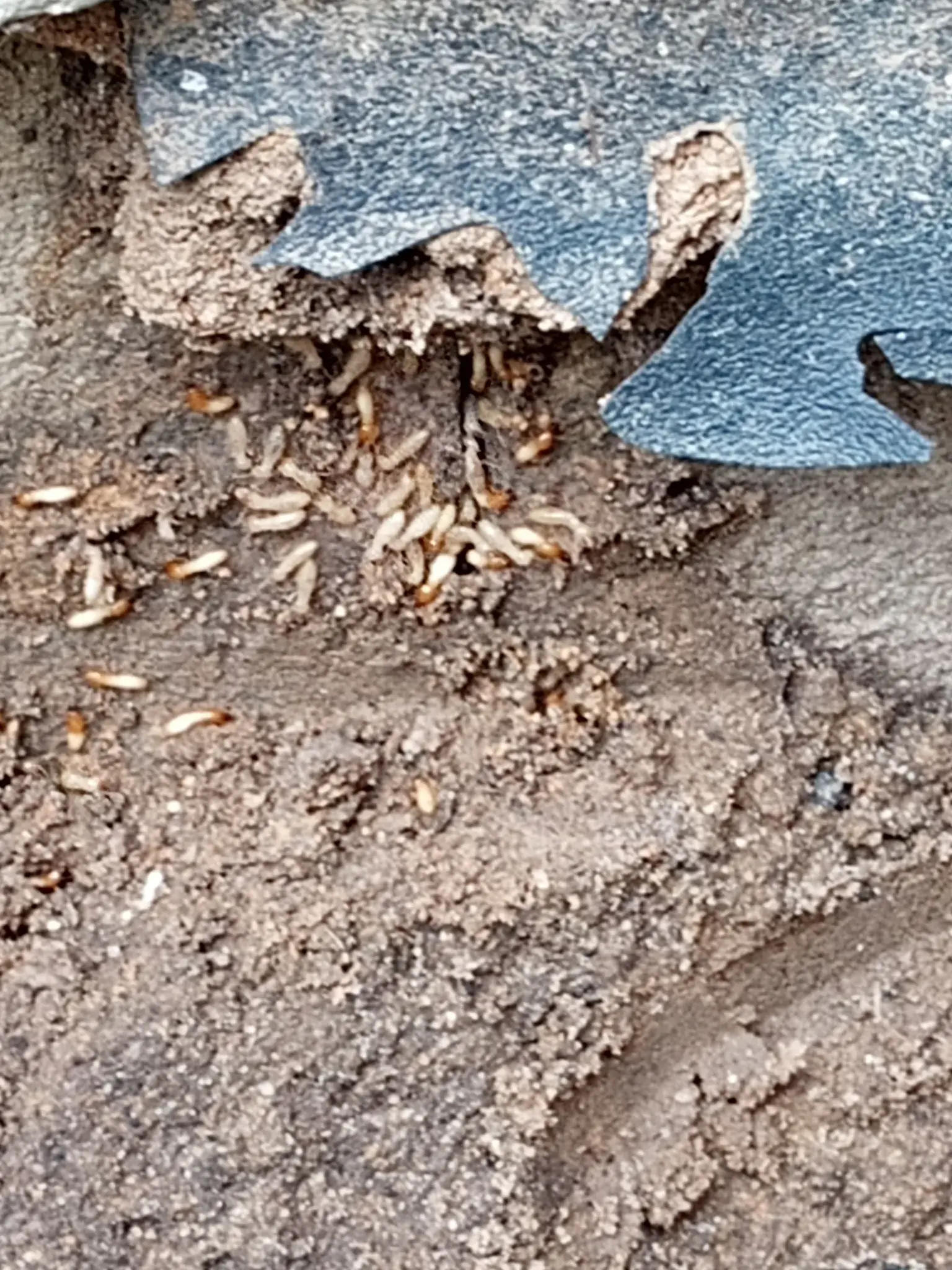 Crawlspace termite inspection