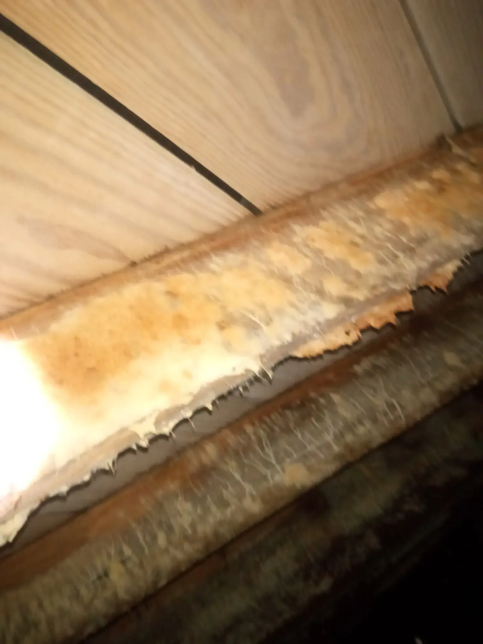 Property damage from pests