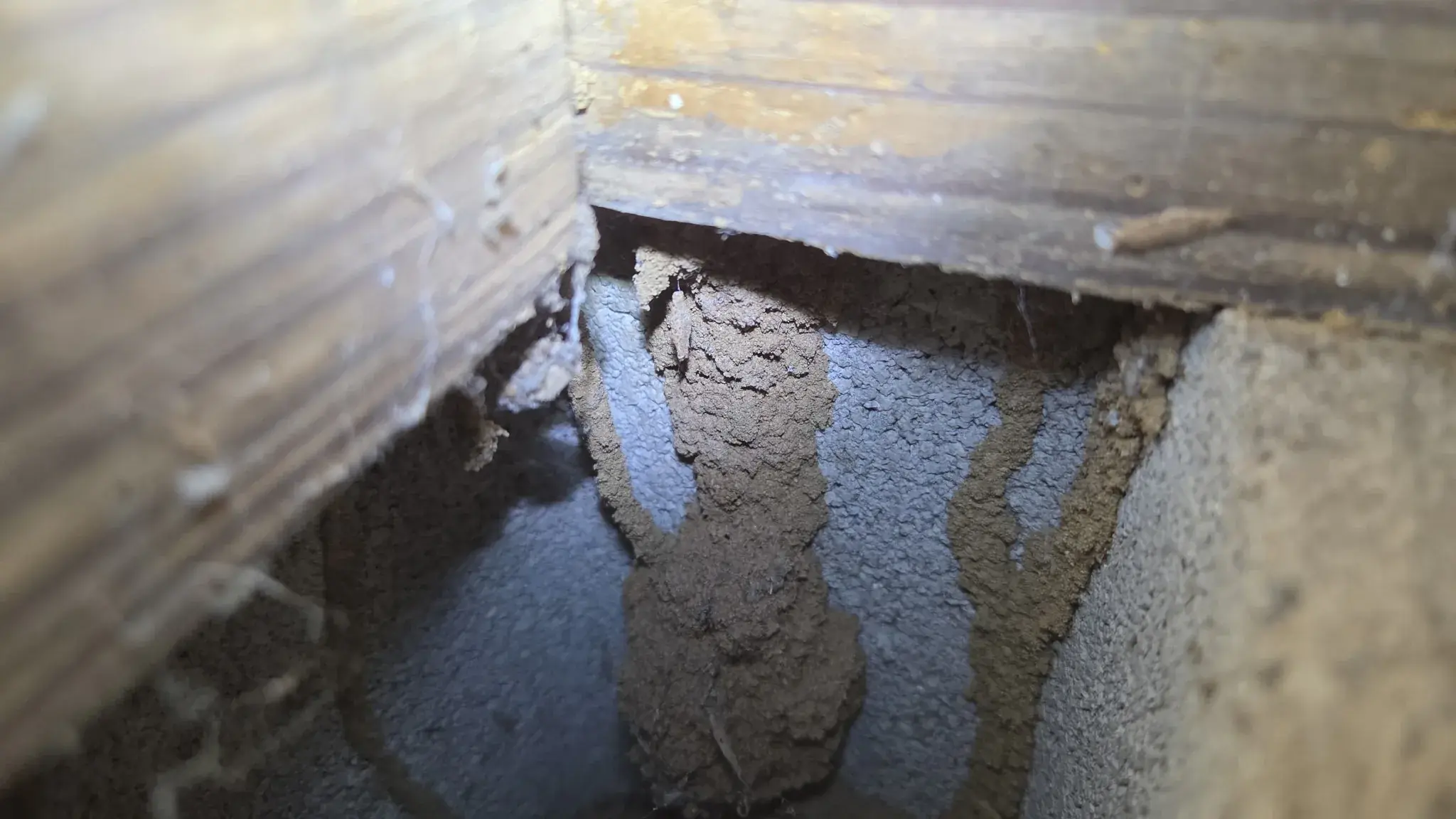 Termite mud tubes inspection