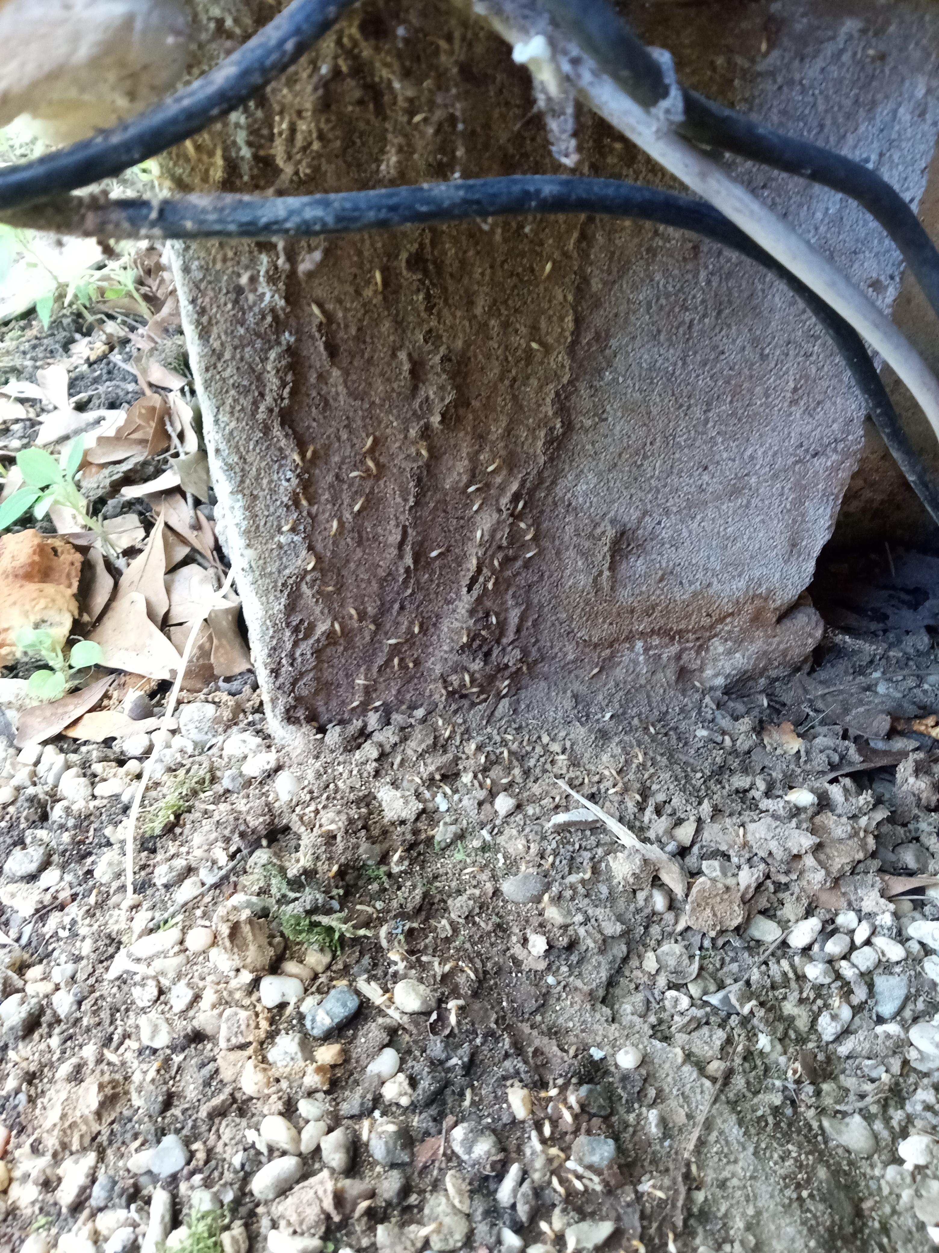 DOA Pest Control inspection work